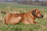 RODESIAN RIDGEBACK 051